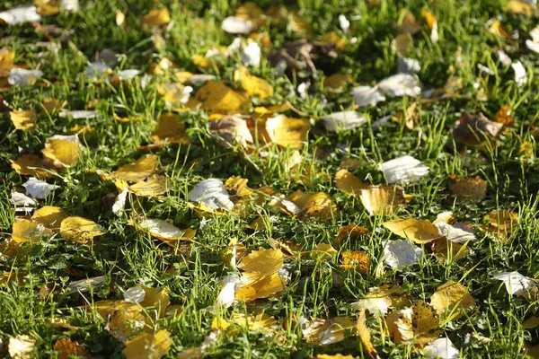 Many Yellow Discolored Autumn Leaves Ground — Stock Photo, Image