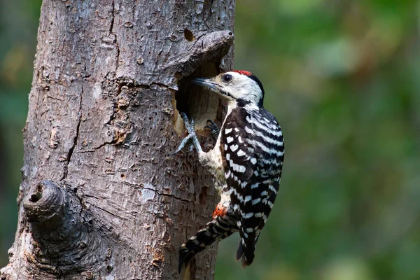 Pássaro Pica Pau Peito Sarda Alimentando Jovem Ninho — Fotografia de Stock