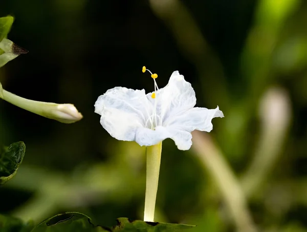 Primer Plano Una Flor Blanca Mirabilis Sobre Fondo Borroso — Foto de Stock