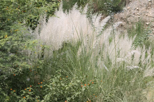 Beautiful Fountain Grass Growing Field — Stock Photo, Image