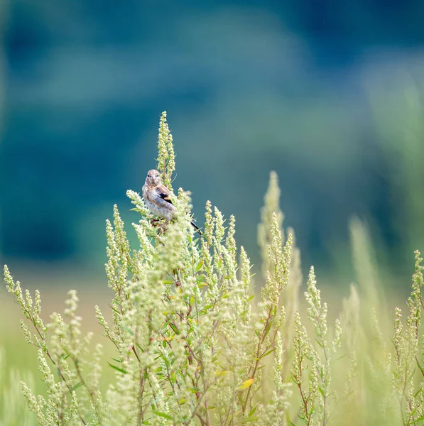 Selektiv Fokusbild Långstjärtad Rosefinch Fågel Placerad Växt — Stockfoto