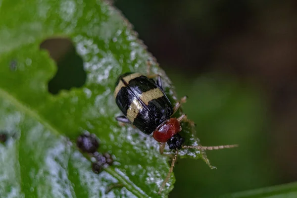 Gros Plan Scarabée Perché Sur Une Feuille Endommagée Sur Fond — Photo