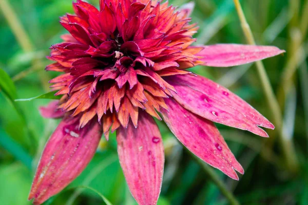 Une Belle Fleur Échinacée Purpurea Dans Jardin — Photo