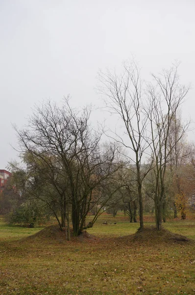 Tiro Vertical Árboles Secos Sin Hojas Jardín Bajo Cielo Sombrío —  Fotos de Stock