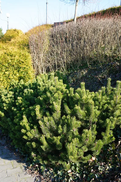 Plan Vertical Pin Plantes Poussant Dans Parc Sous Ciel Dégagé — Photo