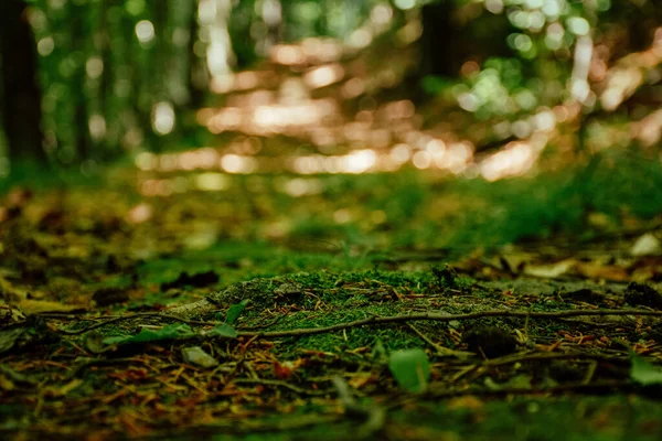 Folhas Verdes Chão Molhado Floresta — Fotografia de Stock