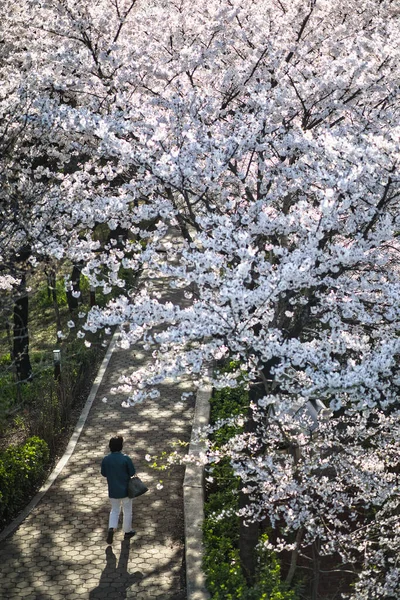 Vertical Shot Blooming White Cherry Blossom Trees — Stock Photo, Image