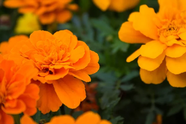 Las Hermosas Flores Caléndula Naranja Jardín — Foto de Stock