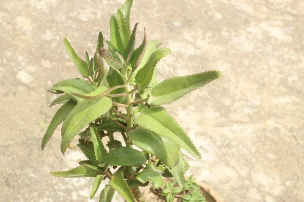 Sebuah Tembakan Dekat Dari Tanaman Kalanchoe Dalam Panci — Stok Foto