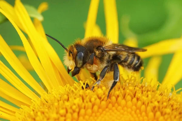 Közelkép Egy Férfi Willughby Levélvágó Méh Megachile Willughbiella Egy Sárga — Stock Fotó
