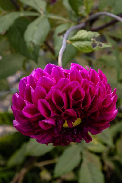 Вертикальный Снимок Розового Цветка Далии Размытом Фоне — стоковое фото