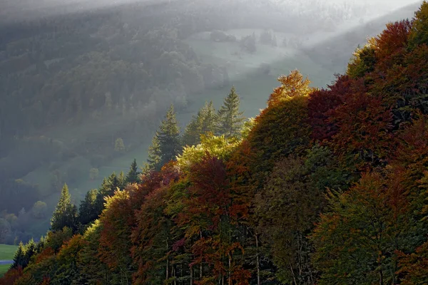 ドイツのブラックフォレストにあるトトントナウの町の近くにある豪華な秋の森の山 — ストック写真