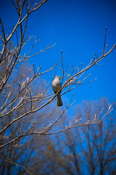 Een Verticaal Schot Van Een Versperde Warbler Vogel Een Boom — Stockfoto