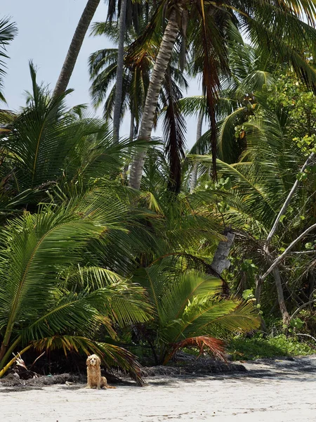 Vue Verticale Une Belle Forêt Tropicale Avec Des Palmiers — Photo