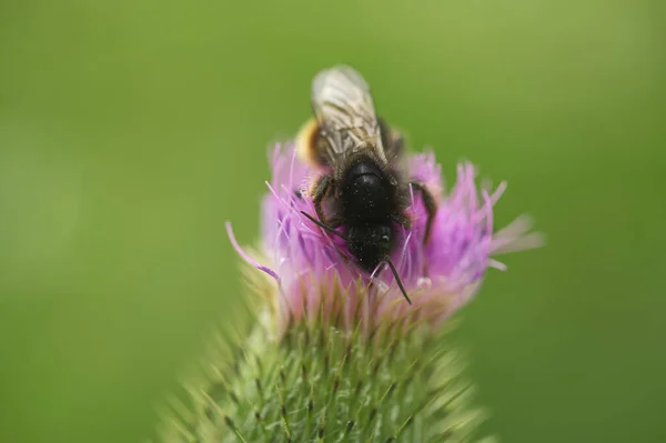 Tiro Close Uma Abelha Botão Flor Roxo Contra Fundo Verde — Fotografia de Stock