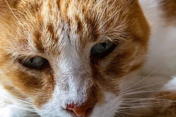 Крупним Планом Імбирний Кіт Дивиться Зеленими Очима — стокове фото