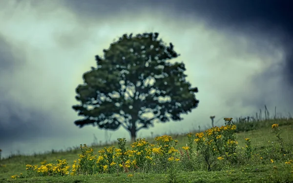 Albero Solitario Prato Sotto Cielo Nero Nuvoloso — Foto Stock