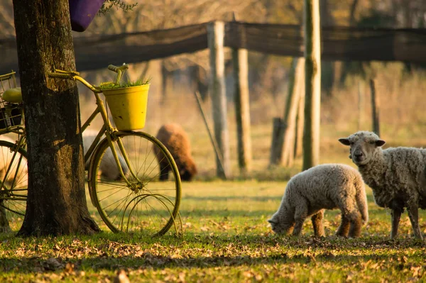 Ein Schöner Blick Auf Ein Schaf Auf Der Grünen Weide — Stockfoto