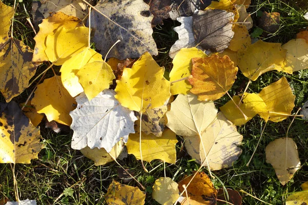 Wiele Żółtych Odbarwionych Jesiennych Liści Ziemi — Zdjęcie stockowe