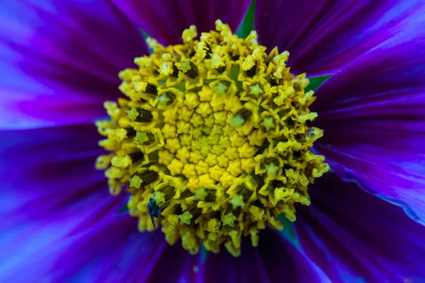 Makro Záběr Fialové Květiny Žlutým Pylem — Stock fotografie