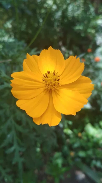 一张明亮的黄色硫磺宇宙花朵的特写照片 — 图库照片