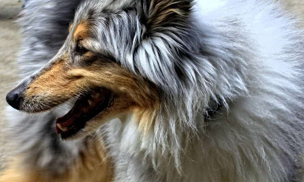 Een Portret Van Een Prachtige Shetland Sheepdog Sheltie — Stockfoto