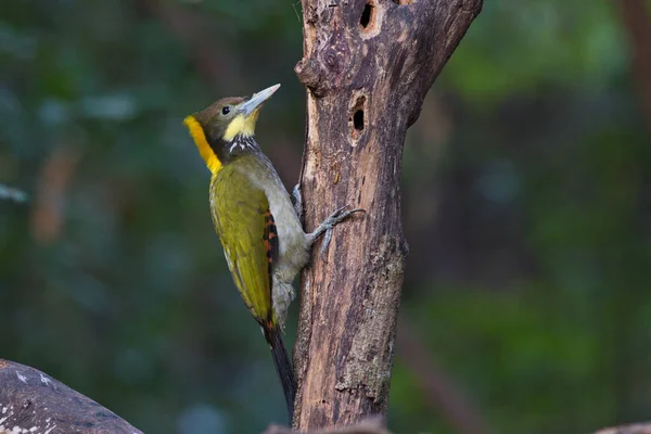 Daha Büyük Sarı Boyunlu Ağaçkakan Yuvada Yavru Kuşları Besliyor — Stok fotoğraf
