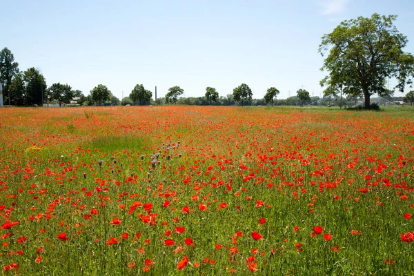 Una Toma Ángulo Alto Campo Plano Lleno Amapolas Rojas Árboles — Foto de Stock