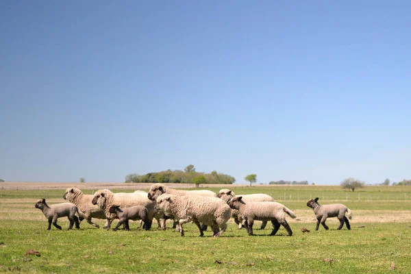 Fårfamilj Ute Fältet — Stockfoto