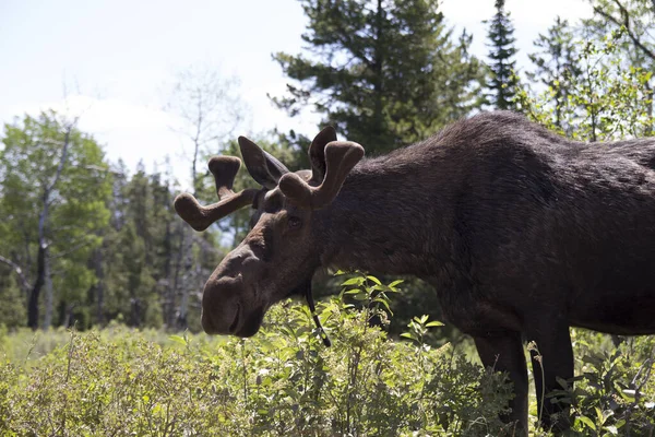 Gros Plan Orignal Dans Champ Couvert Verdure Sous Lumière Soleil — Photo