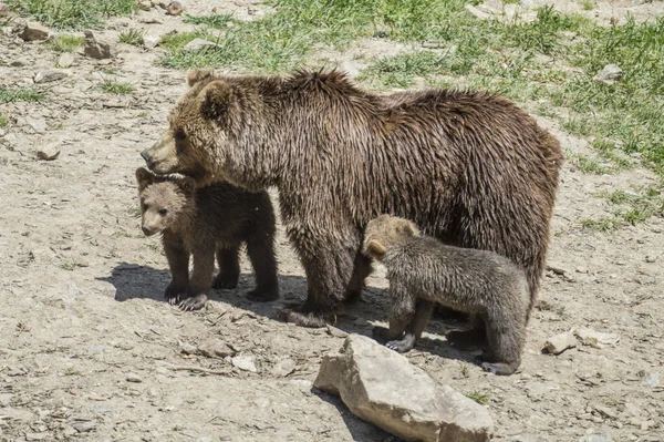 Primer Plano Oso Pardo Con Osos Bebé —  Fotos de Stock