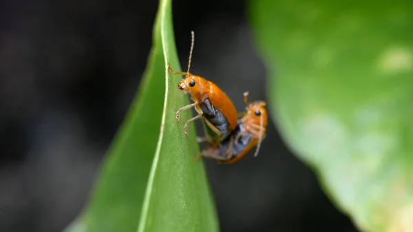 Sebuah Fokus Tembakan Selektif Kumbang Oranye Kawin Pada Daun — Stok Foto