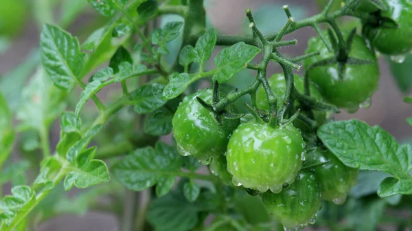 Zbliżenie Kropelek Wody Świeże Pomidory Ogrodzie — Zdjęcie stockowe