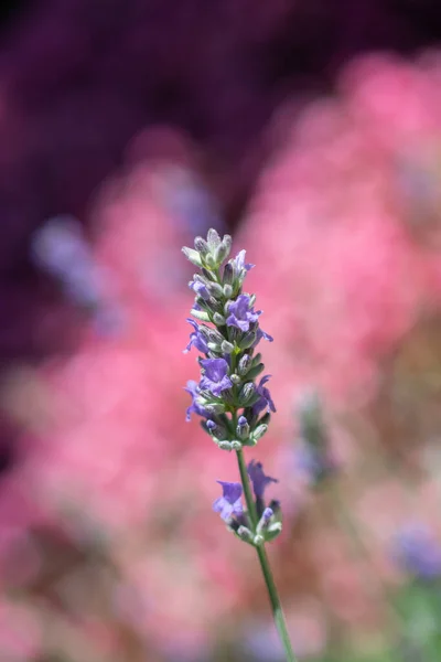 粉色背景上美丽的英国薰衣草的垂直照片 — 图库照片