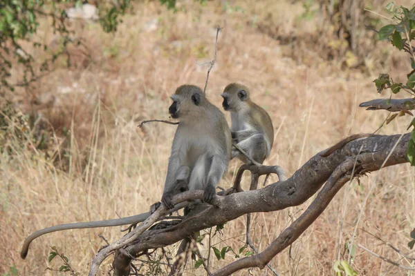 Uma Visão Natural Dois Macacos Uma Árvore Contra Fundo Desfocado — Fotografia de Stock