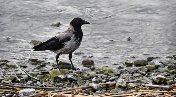一个灰色的乌鸦栖息在被海滨苔藓覆盖的卵石上的侧视图 — 图库照片