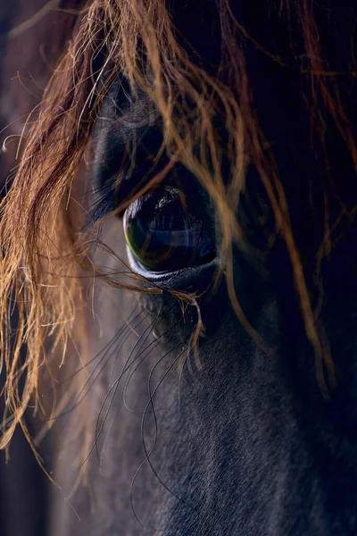 茶色の馬の大きな目の垂直閉鎖ショット — ストック写真