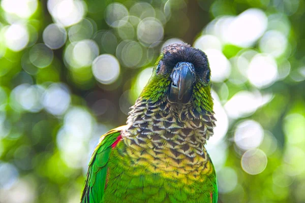 Tiro Seletivo Foco Uma Cabeça Pavão Que Olha Para Baixo — Fotografia de Stock