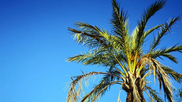 Naturlig Bild Palm Mot Klarblå Himmel Bakgrund — Stockfoto