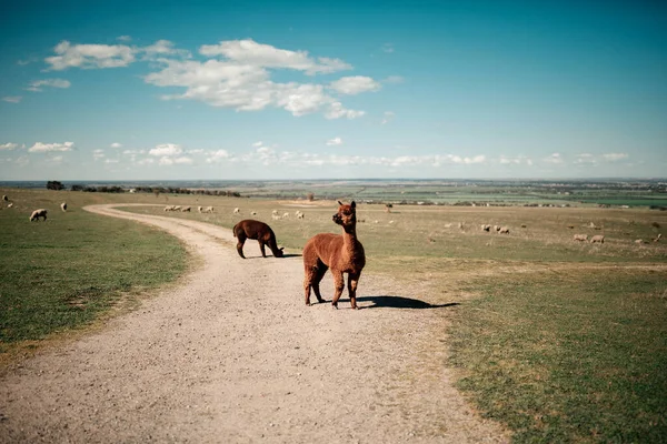 Alpacas Estrada Com Campo Fundo — Fotografia de Stock