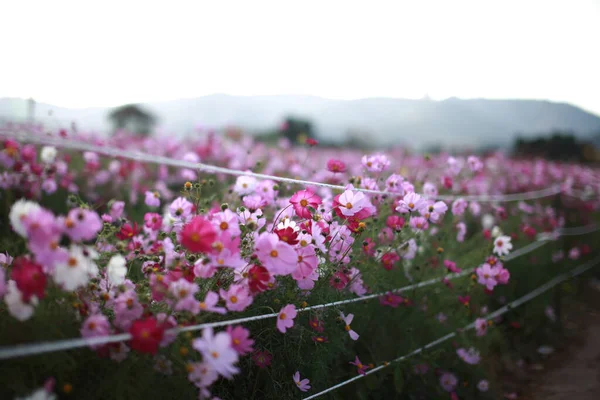 Virágok Közelsége Homályos Háttérrel — Stock Fotó