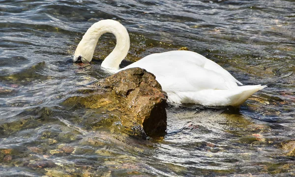 Bellissimo Cigno Bianco Muto Cygnus Olor Con Testa Sott Acqua — Foto Stock