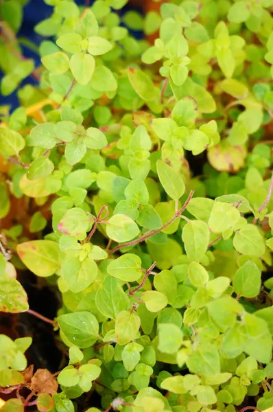 Closeup Green Herbs — Stock Photo, Image