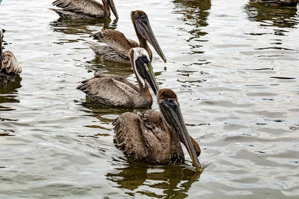 Ein Malerischer Blick Auf Pelikane Die Wasser Schwimmen — Stockfoto