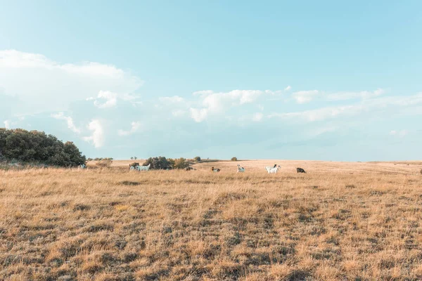 干し草畑の静かな風景 朝のステップ — ストック写真