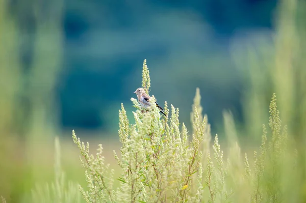 Tiro Seletivo Foco Pássaro Rosefinch Cauda Longa Empoleirado Uma Planta — Fotografia de Stock