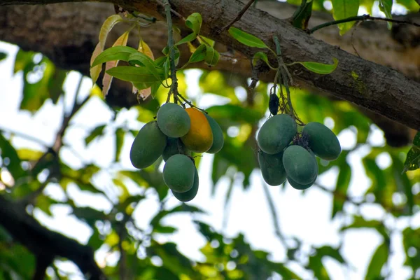 Zbliżenie Ujęcia Mango Dojrzewającego Drzewie — Zdjęcie stockowe