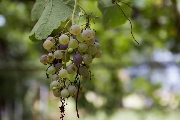 Close Uvas Verdes Roxas Folhas Vinha — Fotografia de Stock