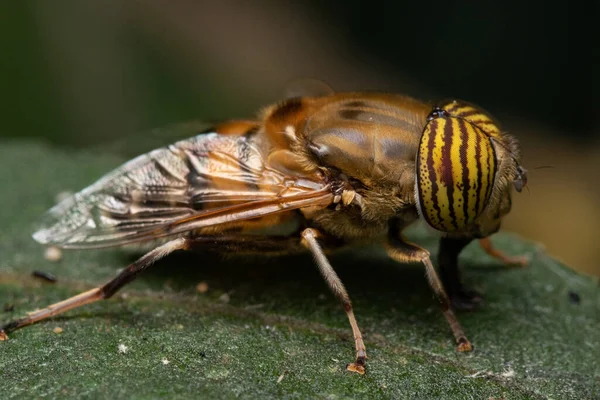 Yeşil Yaprağa Konmuş Bant Gözlü Bir Dron Sineği Eristalinus Taeniops — Stok fotoğraf