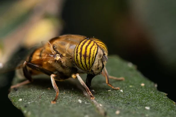 Una Mosca Dron Ojos Ceñidos Eristalinus Taeniops Posada Sobre Hoja —  Fotos de Stock